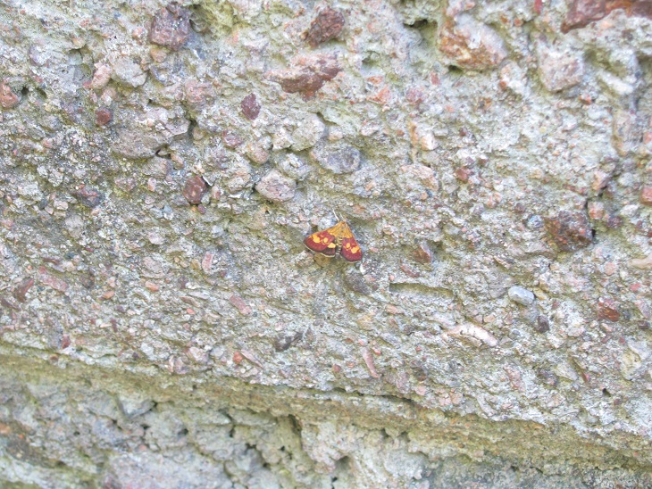 Pyrausta aurata (Crambidae)? No, P. falcatalis